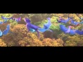 rio beautiful creatures (portugues) music video