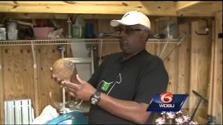 Zulu coconuts a historic Mardi Gras tradition