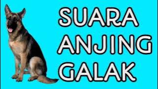 Anjing Galak, BIKIN TAKUT