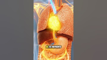 what happened in your body when you eat cucumber 🥒 #facts #3danimation #3dhealth  #bodyscience