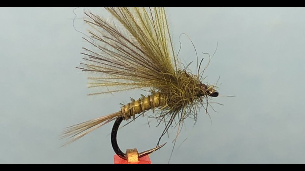 Olive ‐ Réalisée avec Clipchamp