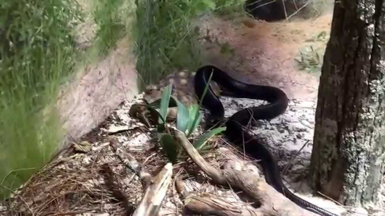 Snake eats turtle at tennesse aquarium - YouTube