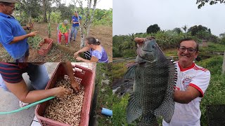 COLHENDO AMENDOIM + TILÁPIA GIGANTE NO COVO