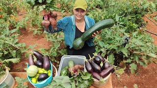 COLHEITA na nossa HORTA ORGÂNICA , abobora, berinjela, repolho, beterraba, abobrinha, almeirão roxo.