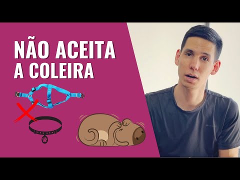 Vídeo: Ajuda, meu cão odeia coleiras! - A melhor maneira de colocar um colar no seu cão