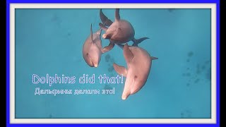 Дельфины делали это!/Dolphins did that! Дельфины и секс