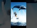 Blue Whale Jump! । Massive Blue Whale । whale jump ocean