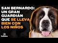 🐶 SAN BERNARDO: 9 COSAS que debes saber