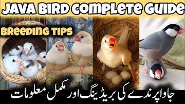 Java Bird Breeding Tips || Java Bird Guide