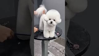 BICHON FRISES LIKE HIS TAIL GROOMING ?? dog cutedog puppy shortsvideo