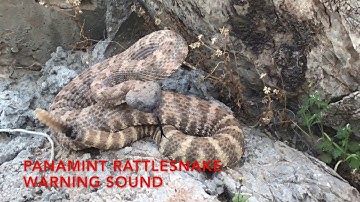 Rattlesnake warning sound vs gophersnake mimicry