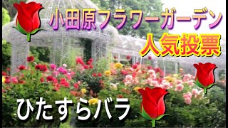 バラの花の人気投票【小田原フラワーガーデン】バラ園の今年はどう？ひたすら…バラの動画です