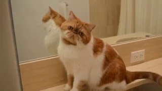 Cat video: funny flat face cat/exotic shorthair cat/Garfield cat