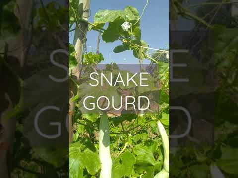 Video: Snake Gourd Info - Wie man Schlangenkürbisse anbaut