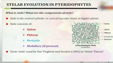 Stelar evolution of stele in pteridophyes, semII