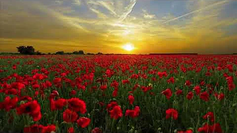 Fields of Poppies (music: Sting; lyrics: Sue Bleaz...