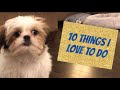 10 things a shih tzu puppy loves to do  16 weeks old