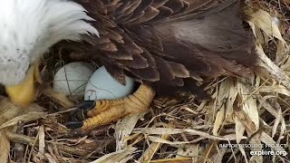 Decorah Eagles  🥚🥚🦅 Hatchery Mom lays 2nd egg of the season (explore.org 02 28 2023