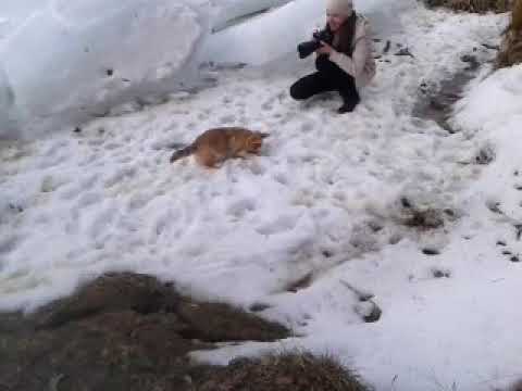 корги прыгает