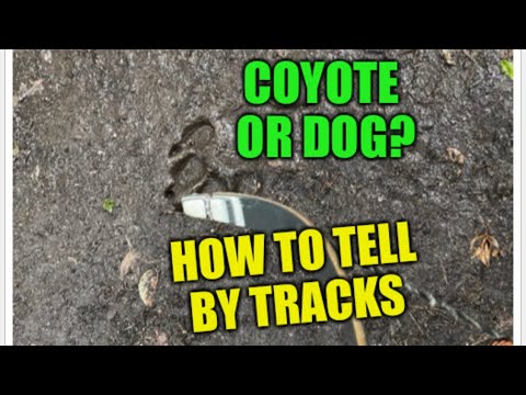 Videó: Hogyan mondhatom el Wolf Tracks-t a kutya-sávokról