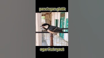 pancingan gelatik agar ikut bunyi #glatikfullisian #glatik #gelatik #gelatikbatugacor #glatikgacor