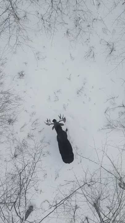 Bull moose sheds both antlers on camera!! RARE FOOTAGE