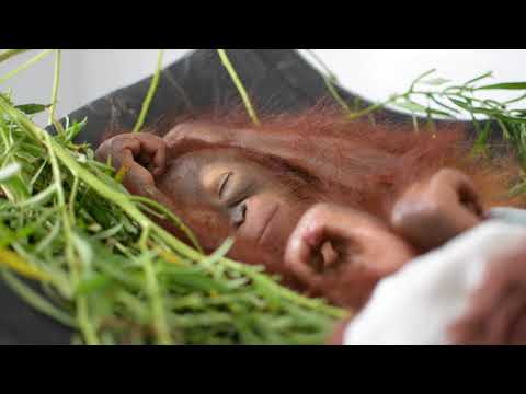 Video: Orangutan DNT-si Həyatda Qalma şansını Artırır: Tədqiqat