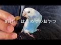 【はじめてのおやつ】2日目、セキセイインコの『ゴマ』です