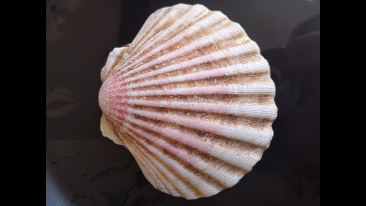 Cooking Saint Jacques (scallops) with asparagus YouTube