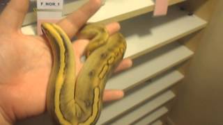 LAC-champagne ball python update