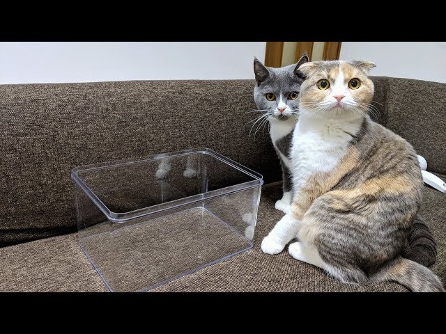 透明な箱にねこ入ってほしい Transparent box and 2 cats