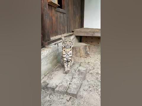 Бобкет Бобочка :) - YouTube