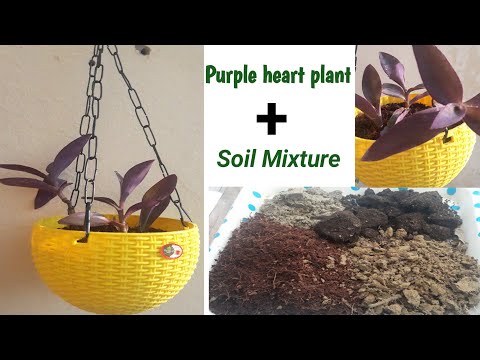 How to prepare purple heart plant Soil mixture&purple heartplant care and tips || 🦋#17