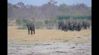 Elephants at Hwange 2014