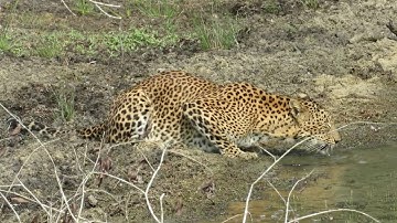 Giant squirrel - leopard interaction! P2/2 | Leopard Trails