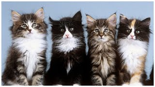 The Adorable Variety of Norwegian Forest Kittens