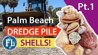 Palm Beach Dredge Pile Shelling, Pt. 1 #seashells #florida #palmbeach Virtual Shell Hunting!