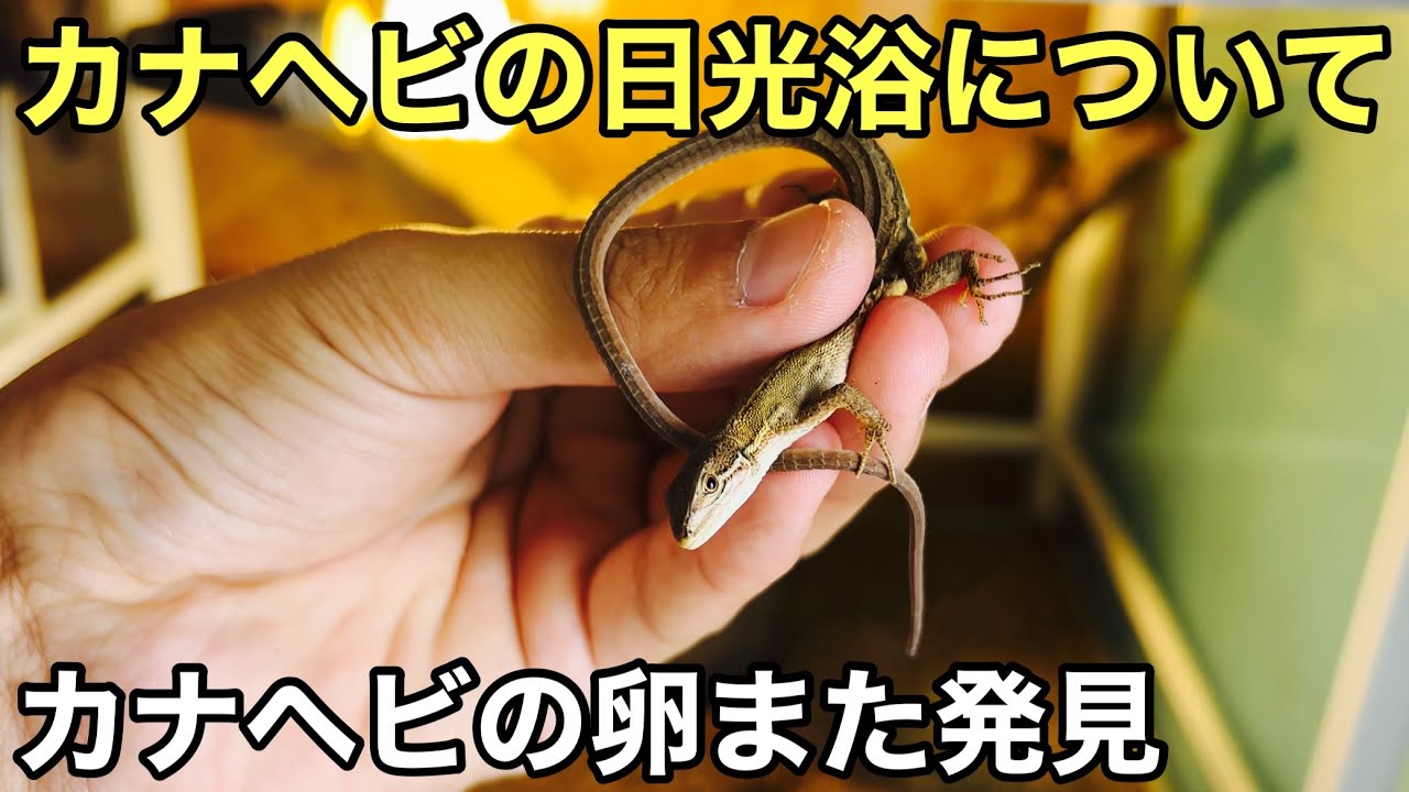 カナヘビを外で日光浴させる温度の上がりすぎに気を付けて【爬虫類】カナヘビがまた卵産んでました