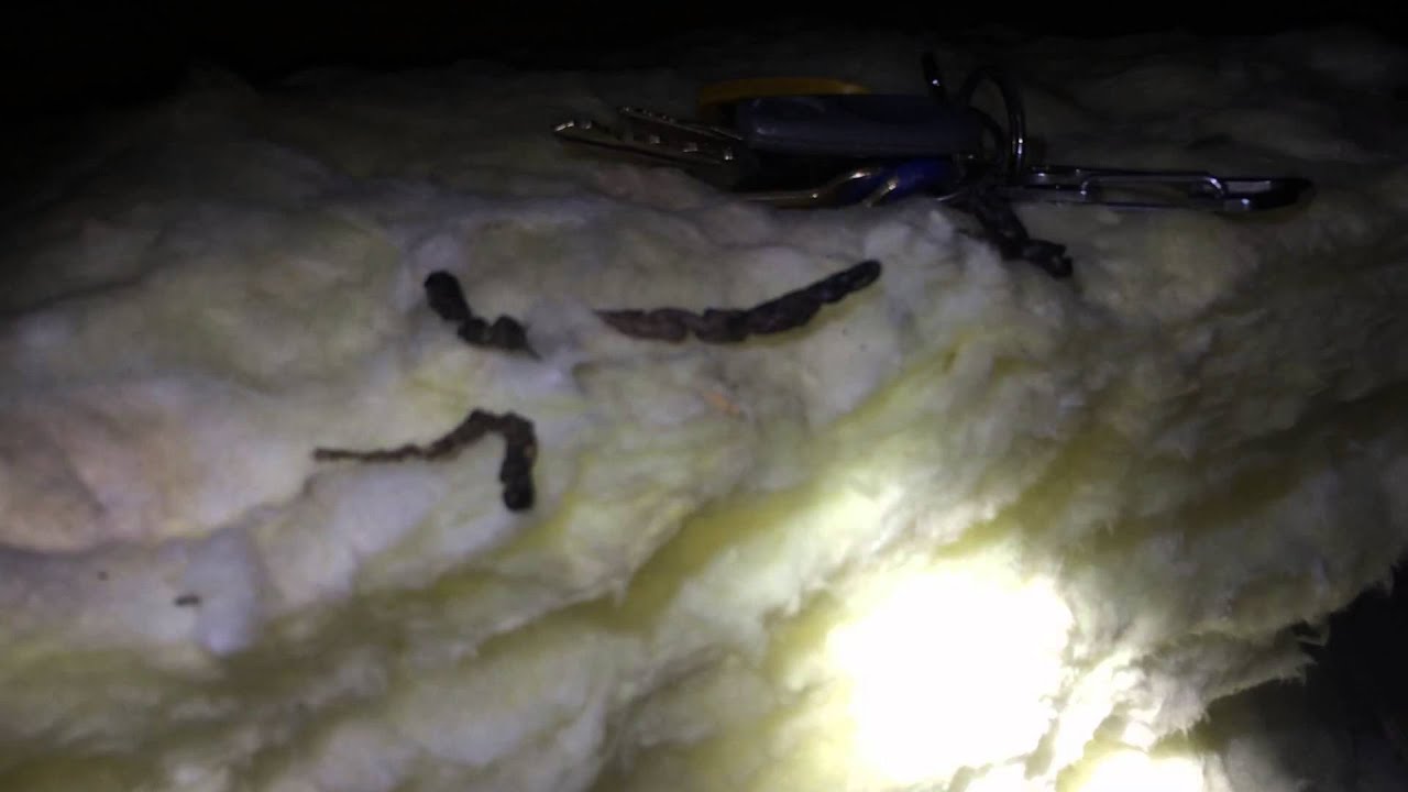 Old saybrook Ct mice inspection