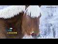 坂本冬美 雪が降る 降 雪 DL1