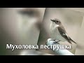 Мухоловка пеструшка