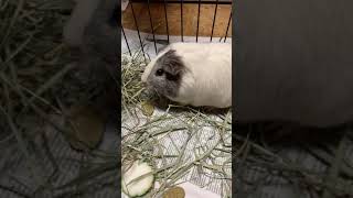 Guinea pigs eating