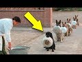 इनसे ज़्यादा समझदार कुत्ते नहीं देखे होंगे कहीं | the most Disciplined Dogs in the world