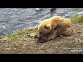 Little hungry bear cub at Brooks Falls Katmai 2018 07 20