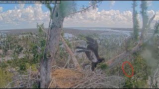 Eaglet Loses 4th Flight Feather at Captiva Island Nest