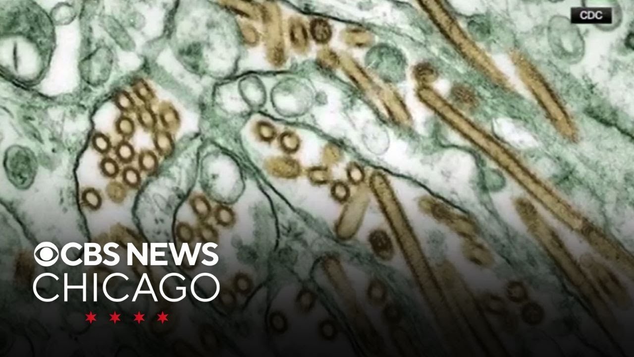 Bird flu found in flock in Kenosha County, Wisconsin - YouTube