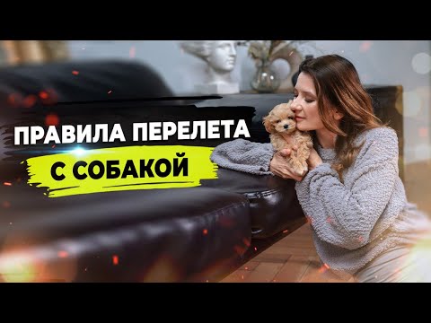 Правила перевозки собак в самолете. Перелёт с собакой.