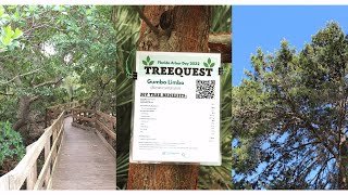 TreeQuest 2024 by UF IFAS Extension Manatee County 99 views 4 months ago 2 minutes, 13 seconds