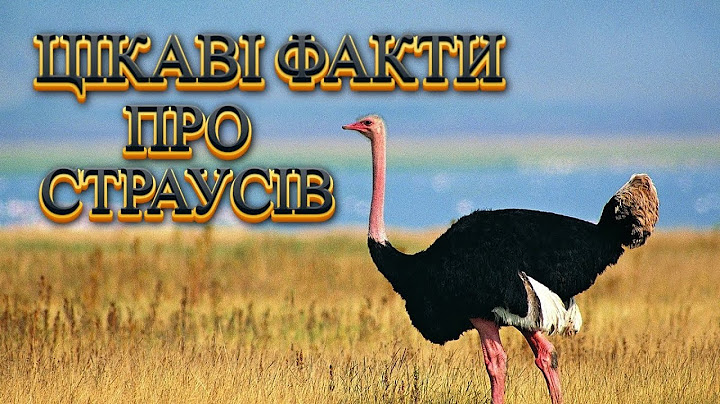 Цікаві факти про страусів #страус #птах #найшвидший #цікавийфакт #біг #стаусинеяйце #рек