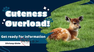 Deers Amazing Informative Facts By Dilchasp Globe